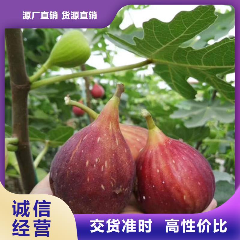 无花果树苗市场现货价格