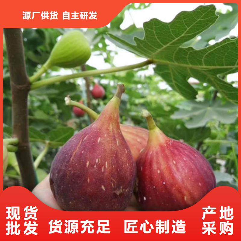 无花果树苗老品牌值得信赖