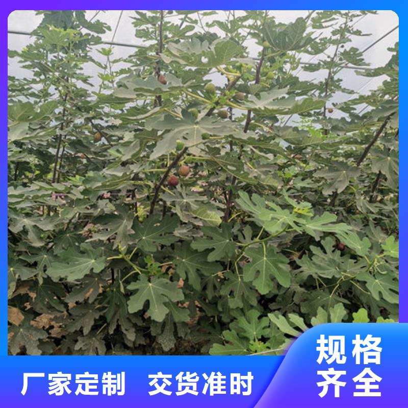 订购无花果树苗怎么选？