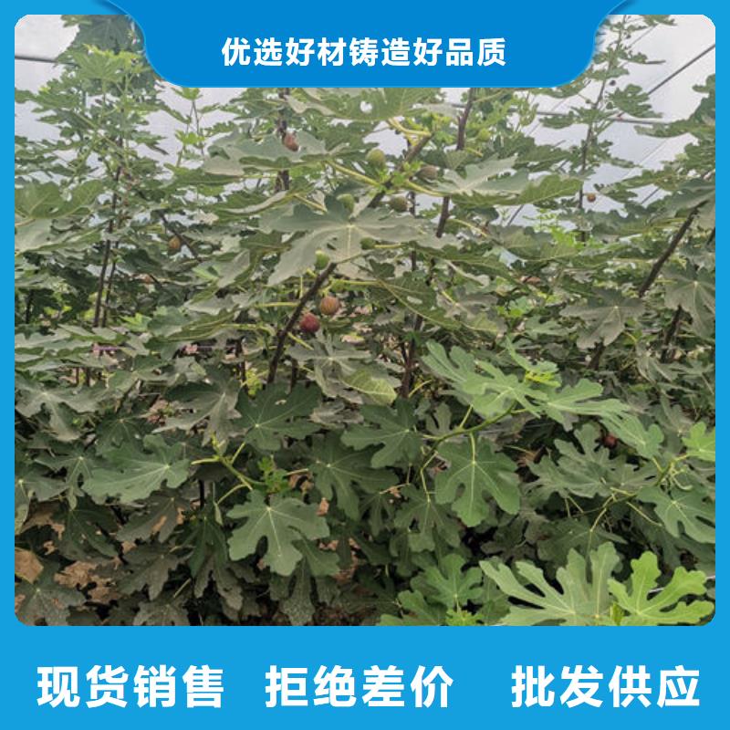 无花果树苗制造厂商