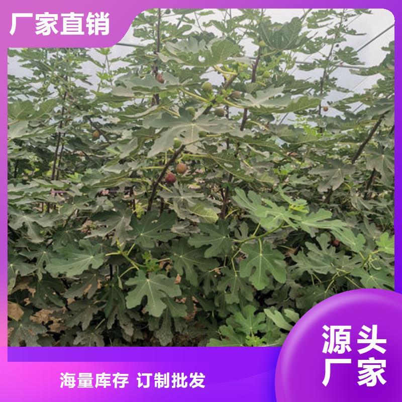 欢迎访问-无花果树苗