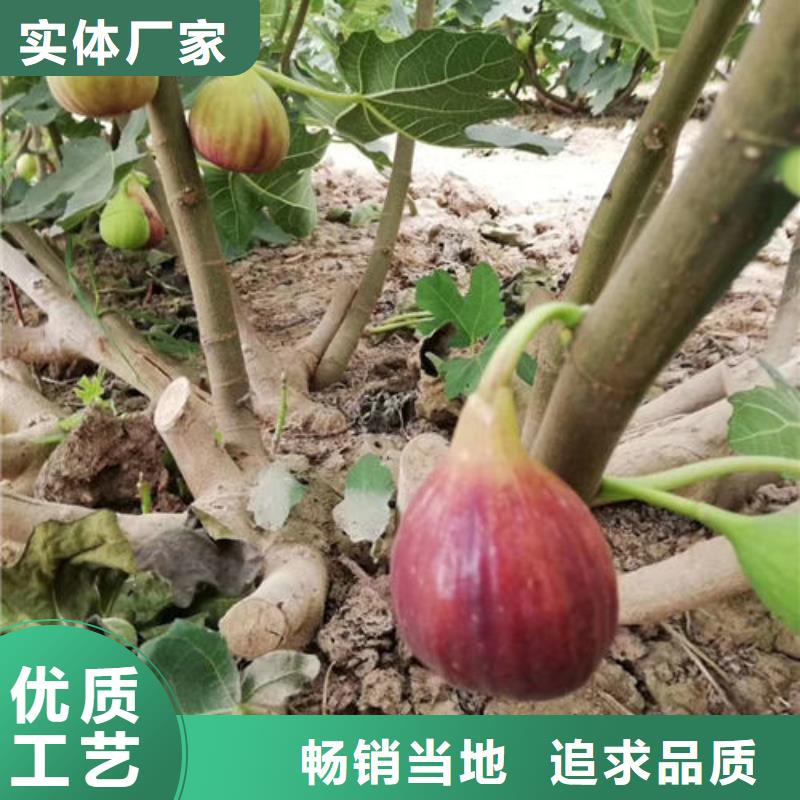 无花果树苗批发优惠多