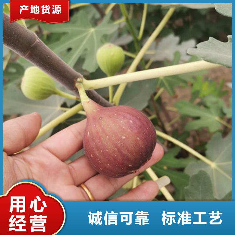 无花果树苗品质与价格