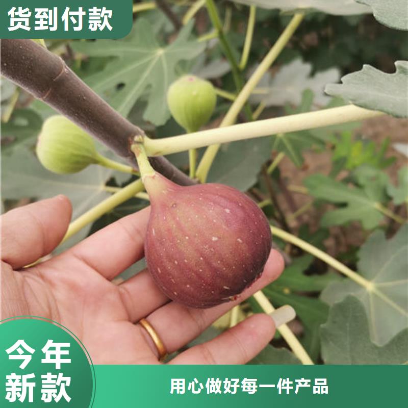 无花果树苗可按需定做