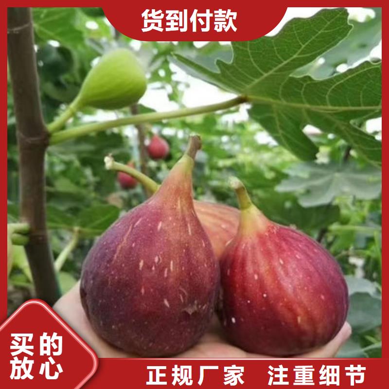 如何选择无花果树苗本地厂家