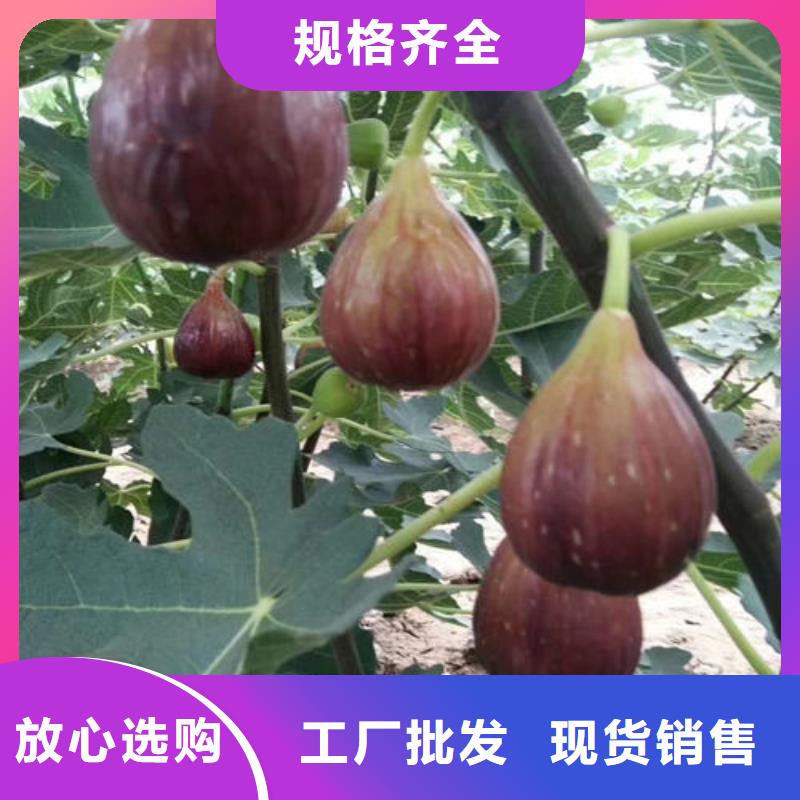 无花果树苗-放心可靠