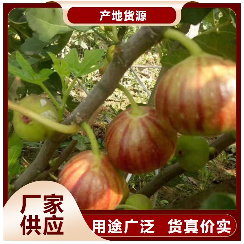 无花果树苗、无花果树苗供应商