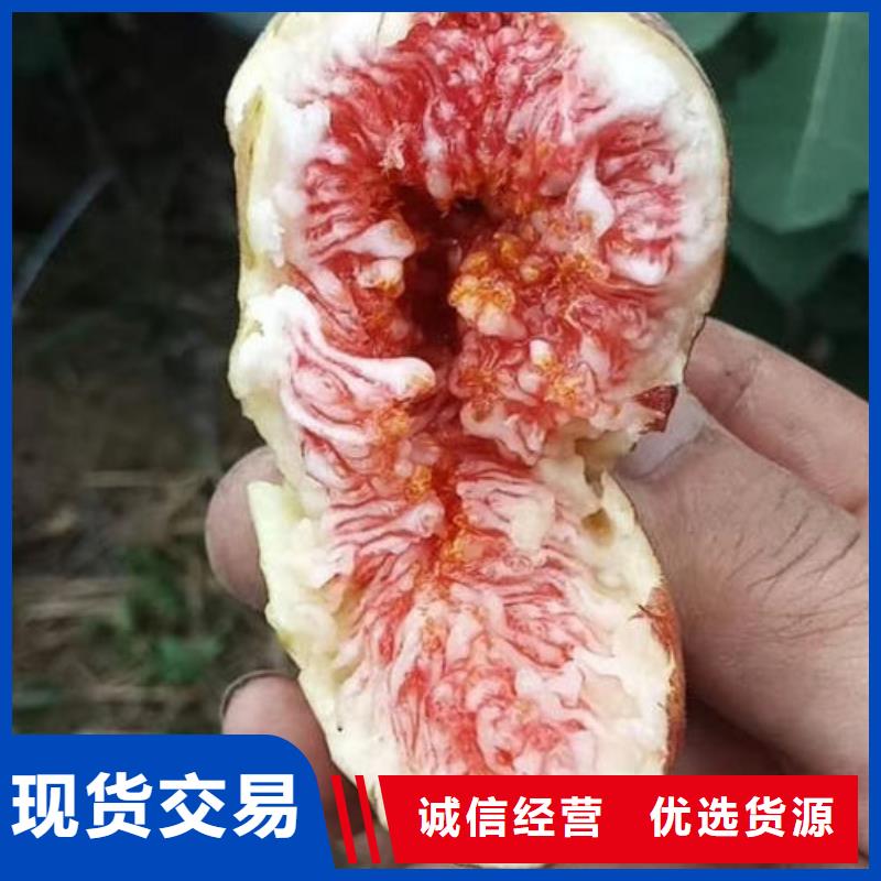 无花果树苗-无花果树苗可定制