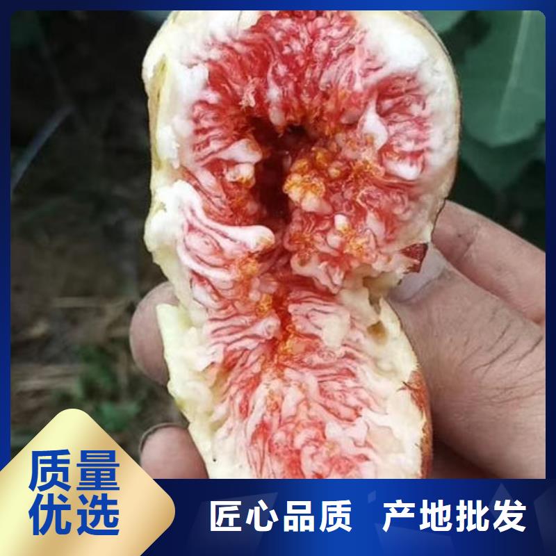 无花果树苗价格公道