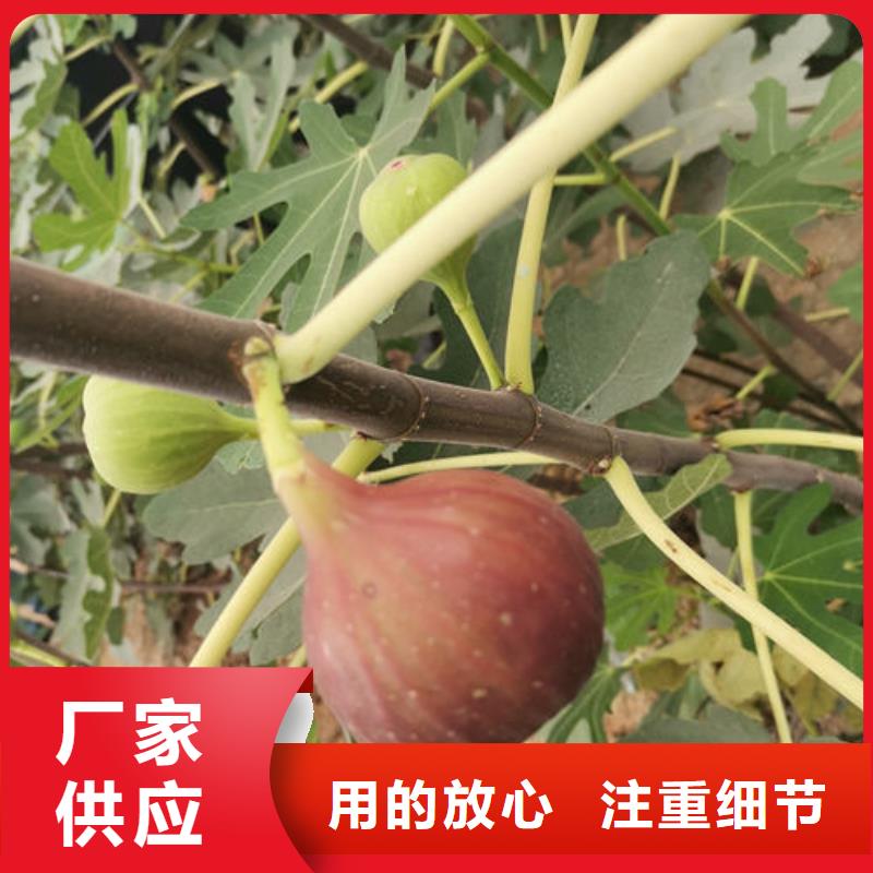 无花果树苗包邮