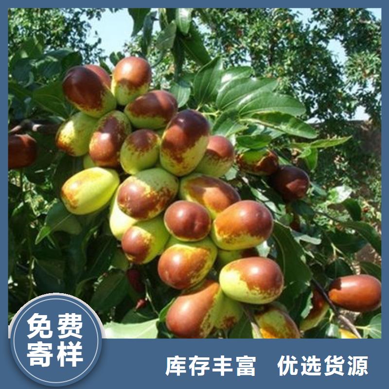 棗樹苗現(xiàn)貨供應(yīng)_規(guī)格全