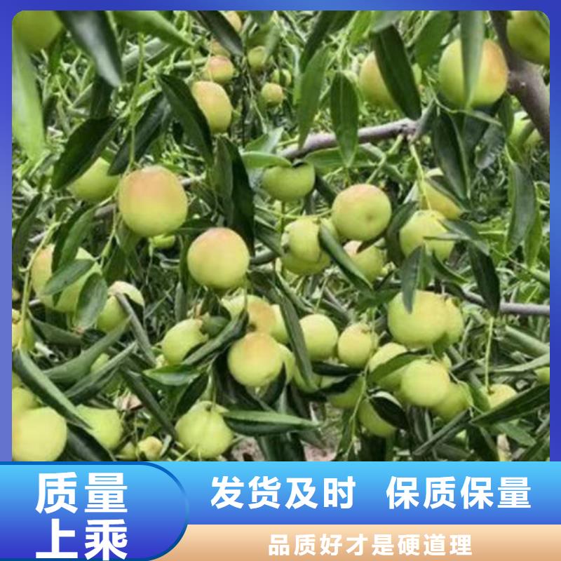 2025出廠價#棗樹苗公司#可配送