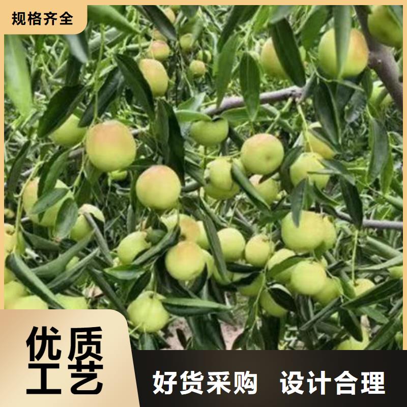 棗樹苗廠家-合作共贏