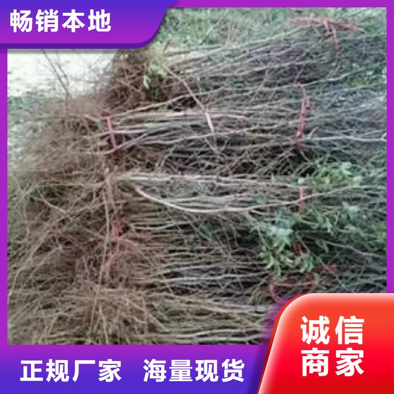 枣树苗质量严格把控