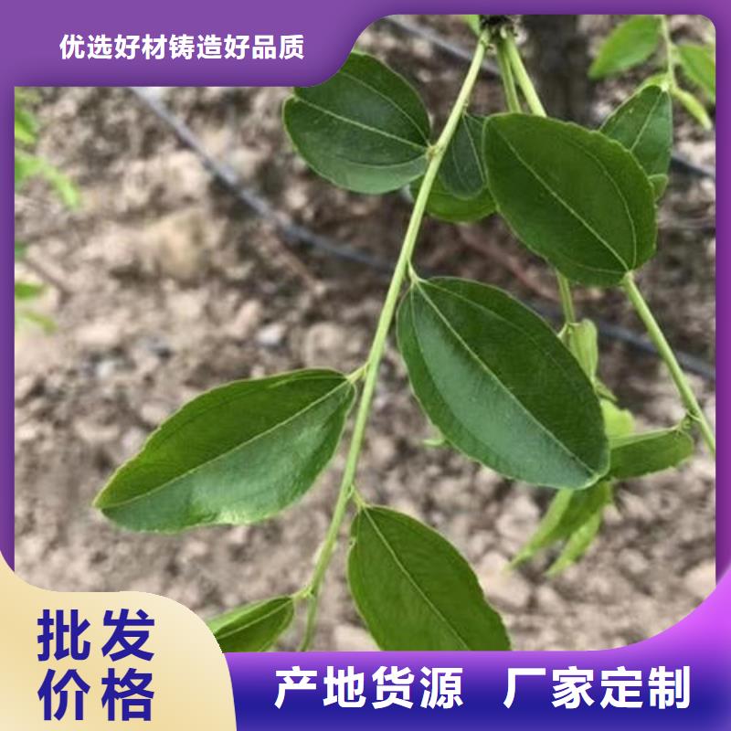 棗樹苗質量靠得住
