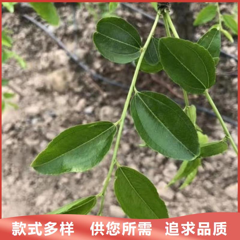 棗樹苗、棗樹苗廠家直銷-型號齊全