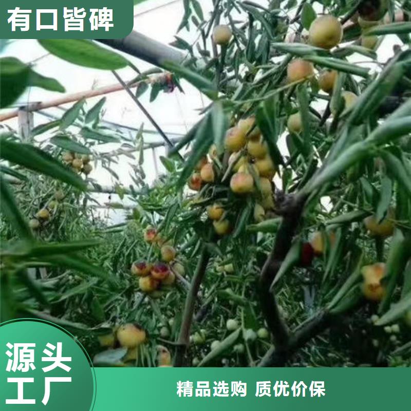 枣树苗-枣树苗按需定制