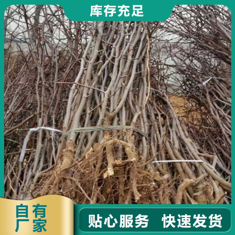 棗樹苗現貨供應_規格全