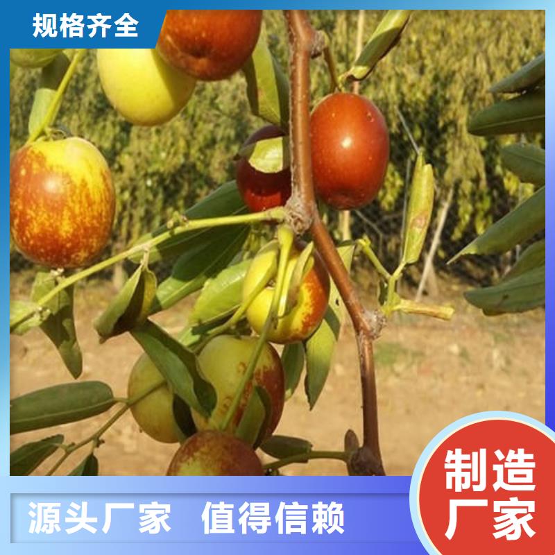 棗樹苗、棗樹苗廠家直銷-型號齊全
