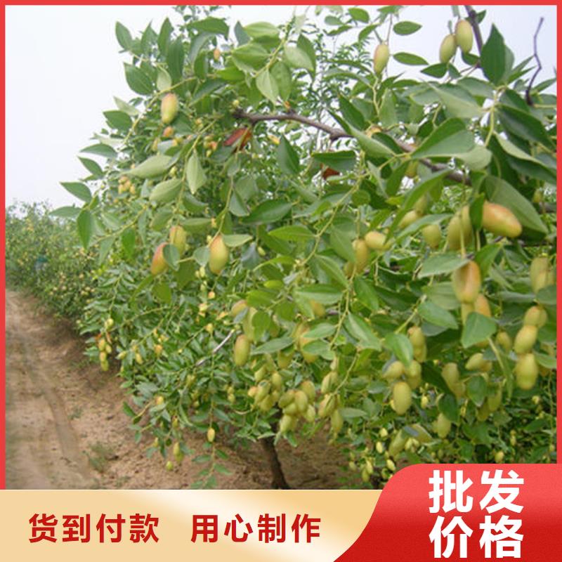 棗樹苗現(xiàn)貨供應(yīng)_規(guī)格全