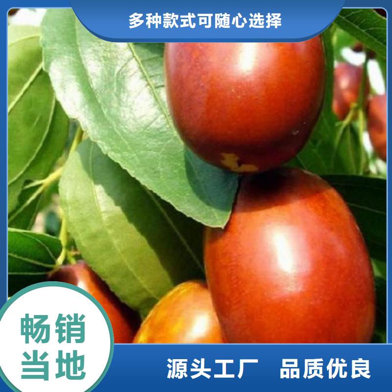 棗樹苗質量靠得住