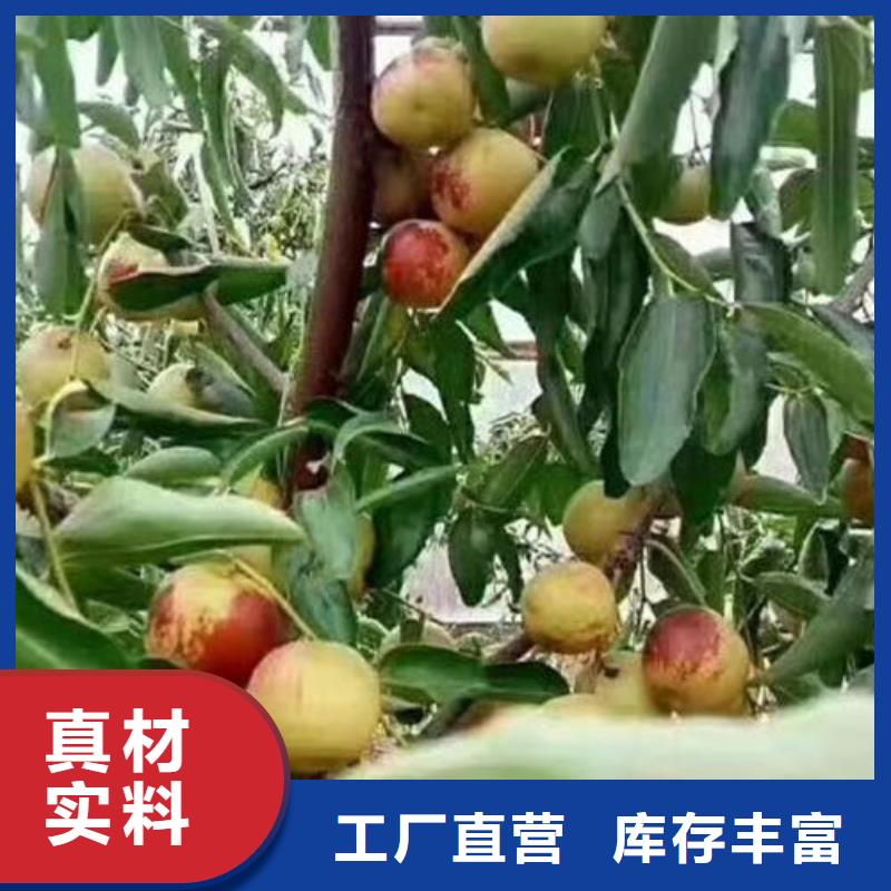 枣树苗款式多样