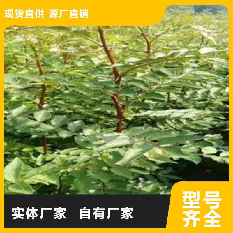 花椒树苗大量现货随时发货