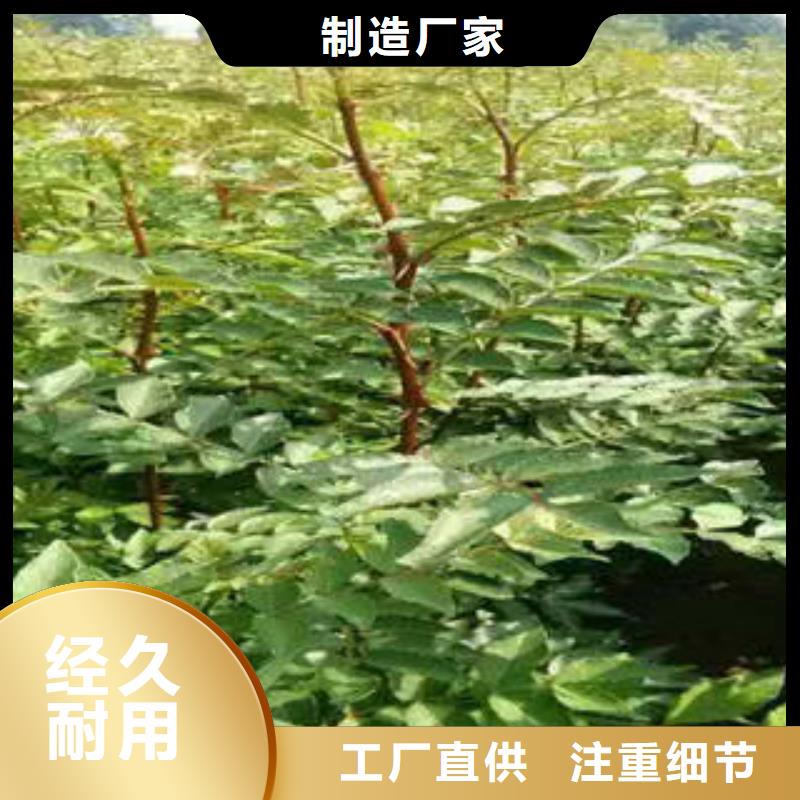 花椒樹苗包郵