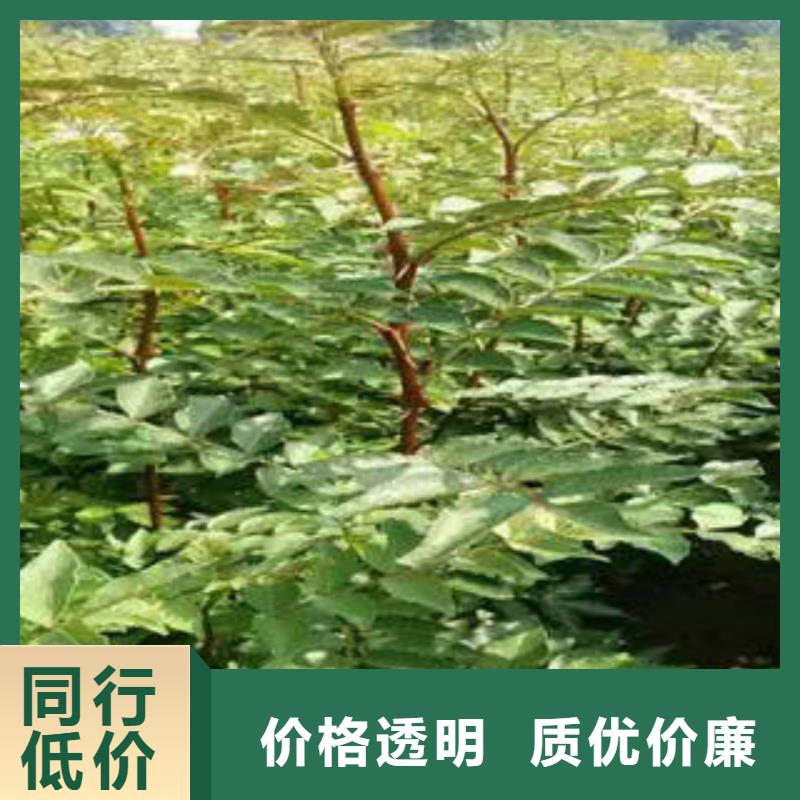 花椒树苗-批发价格-优质货源