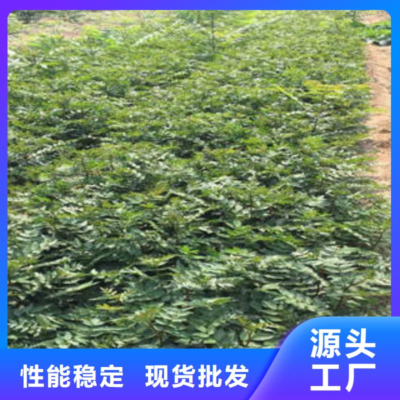 质量优的花椒树苗现货厂家