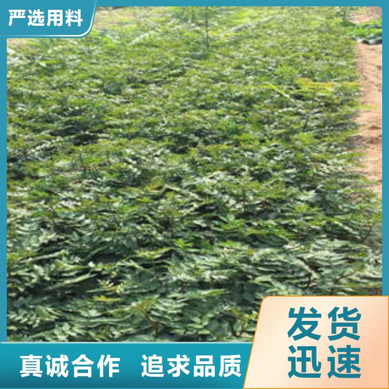 优选：花椒树苗口碑厂家