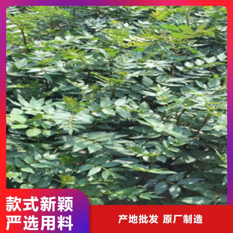 优选：花椒树苗企业