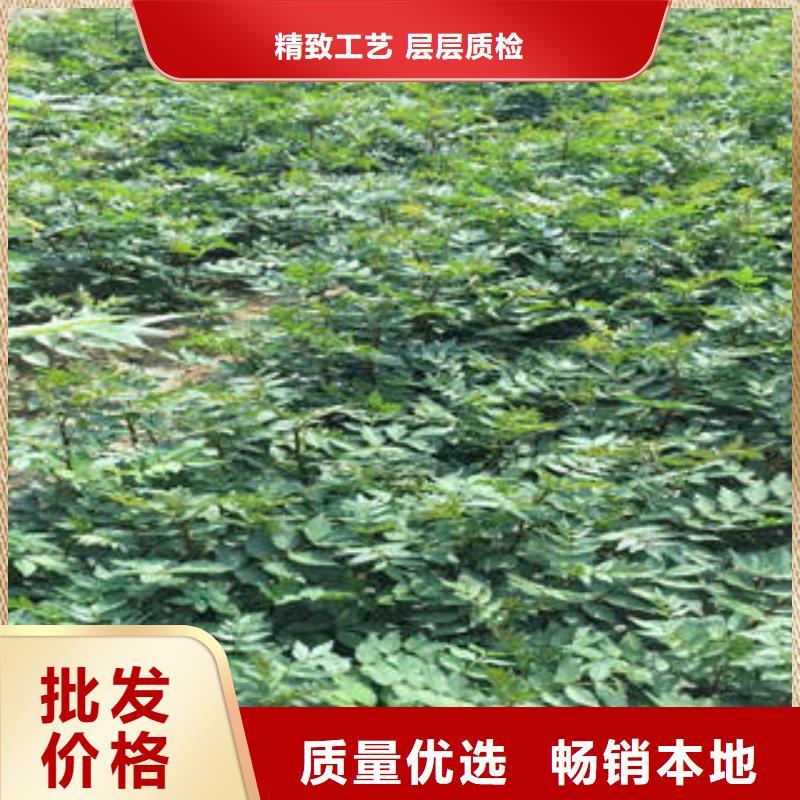 花椒树苗大厂家值得信赖