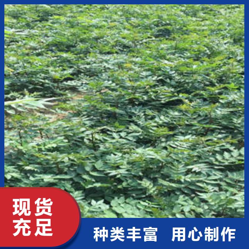 质量好的花椒树苗厂家批发