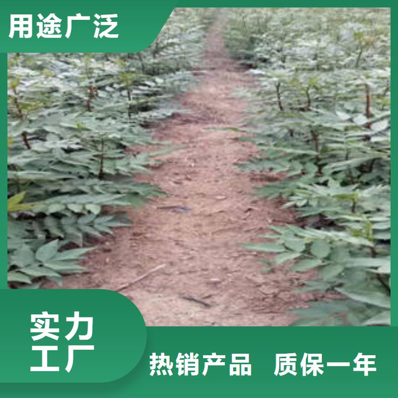 花椒樹苗老牌廠家