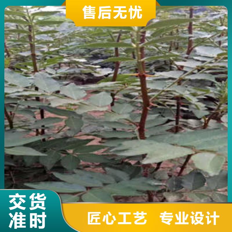 花椒树苗甄选厂家