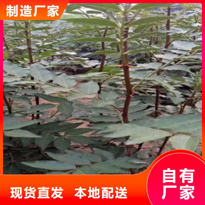 花椒树苗厂家现货