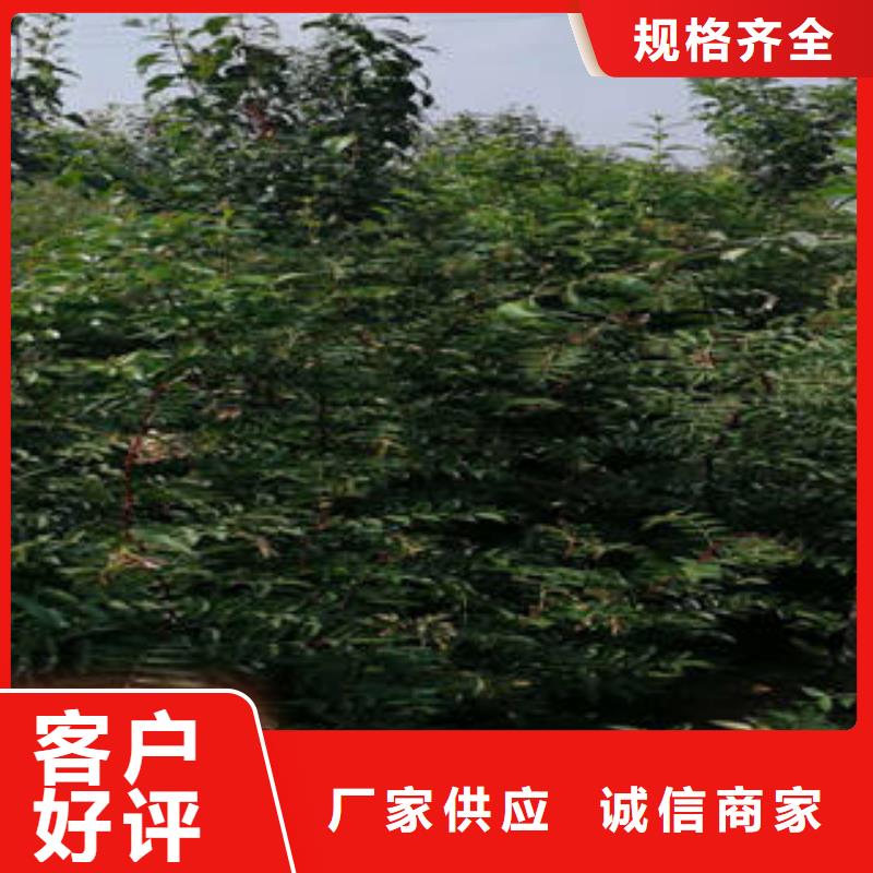 花椒樹苗品種多樣