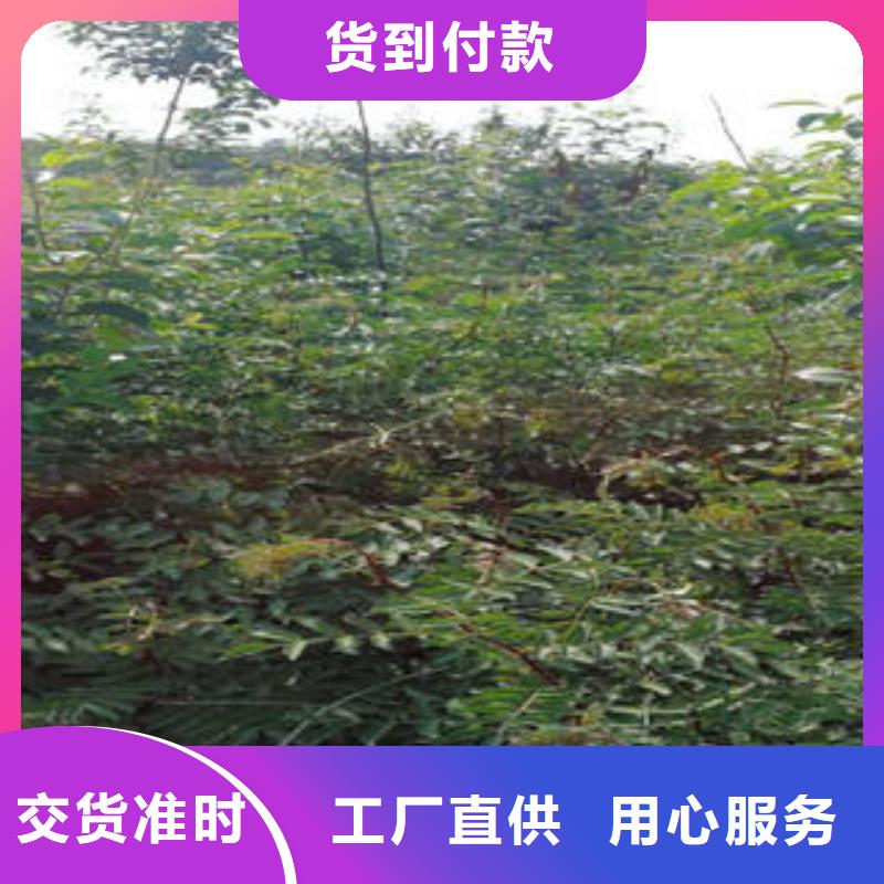 花椒树苗资质齐全