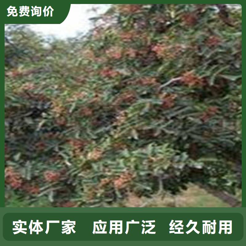 花椒树苗厂家-泰源苗木基地