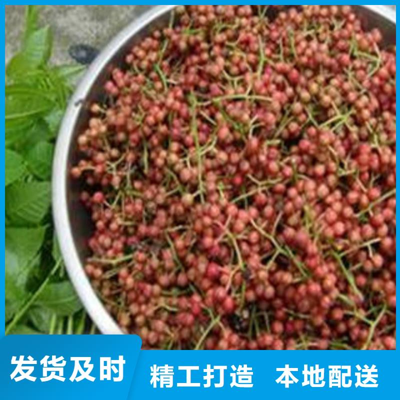 規模大的花椒樹苗廠家