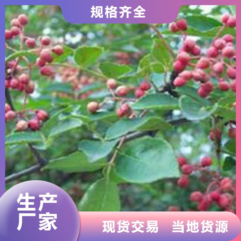 花椒树苗价格公道