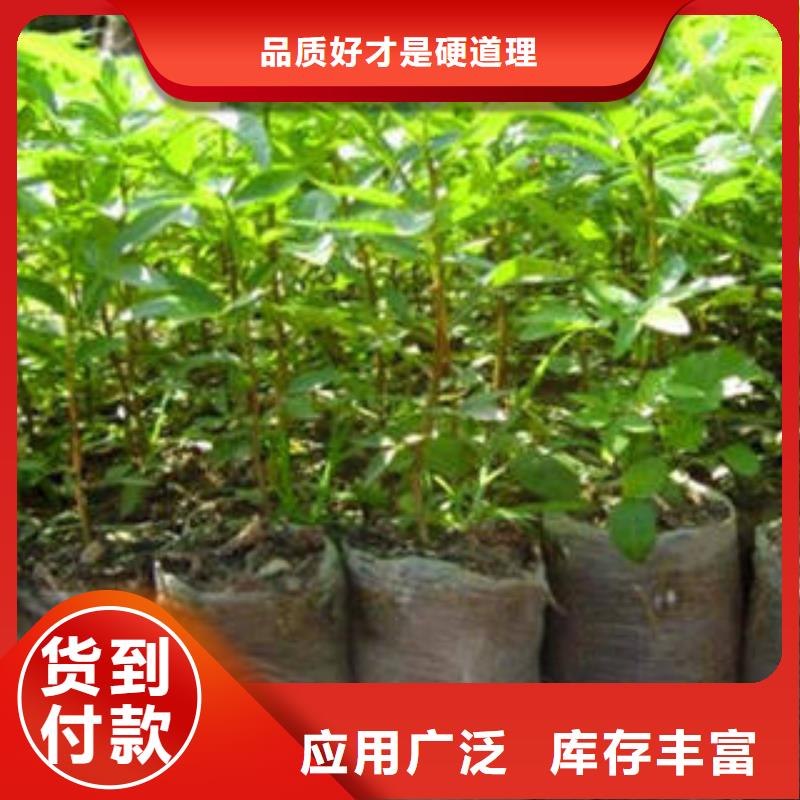 花椒樹苗全國銷售點