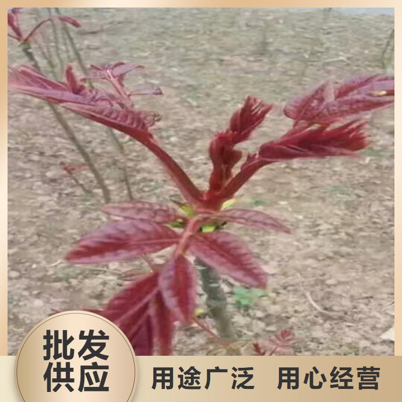 选购香椿树苗认准泰源苗木基地