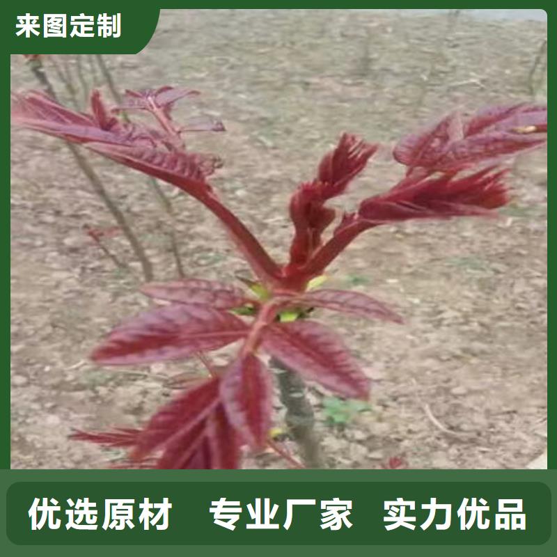 值得信賴的香椿樹苗銷售廠家
