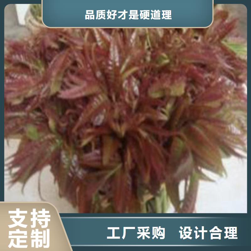 香椿树苗好品质