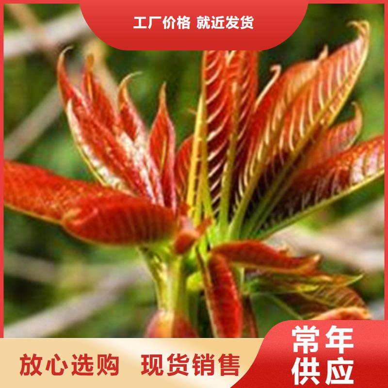 香椿樹苗_常年生產