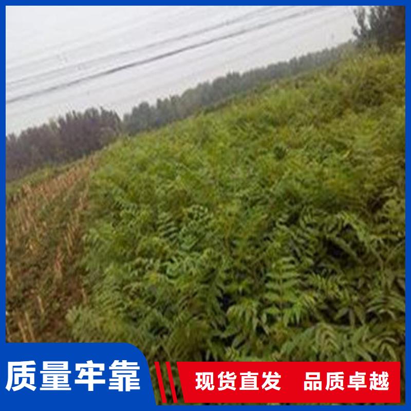 【優選】香椿樹苗源頭廠家