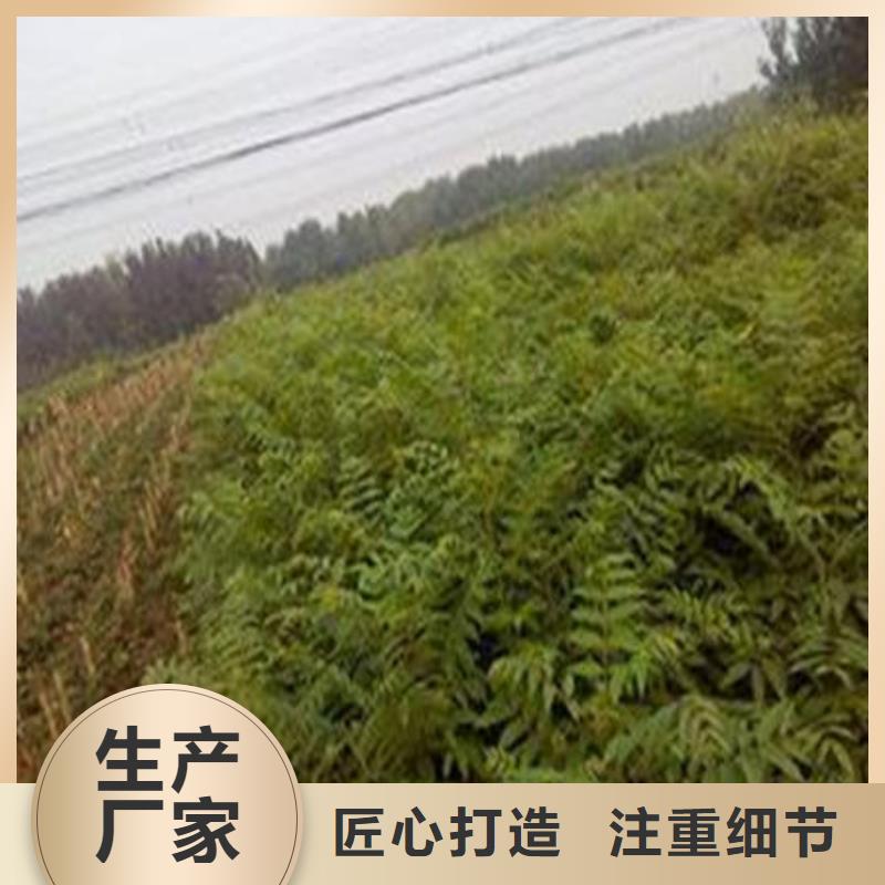 香椿树苗厂家-香椿树苗定制