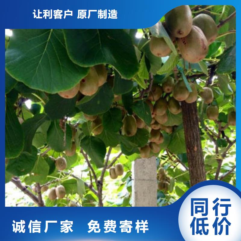 獼猴桃樹苗省心的選擇